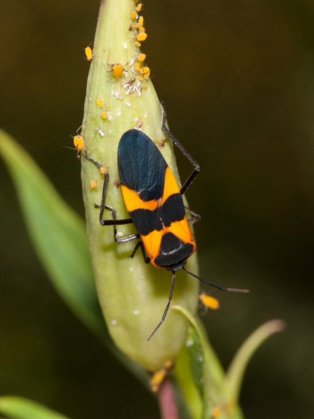 Who’s Munching My Milkweed? – Deep Roots Kc