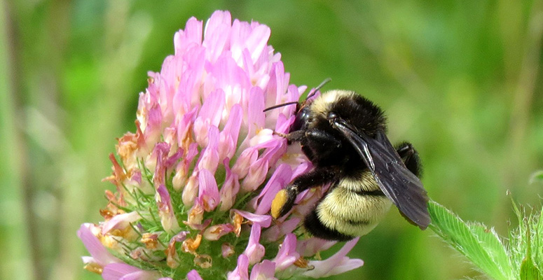 American Bumble Bee