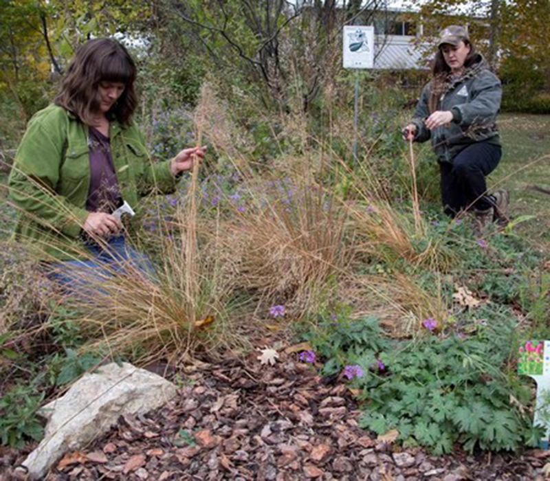 Native Plants at Noon - Deep Roots