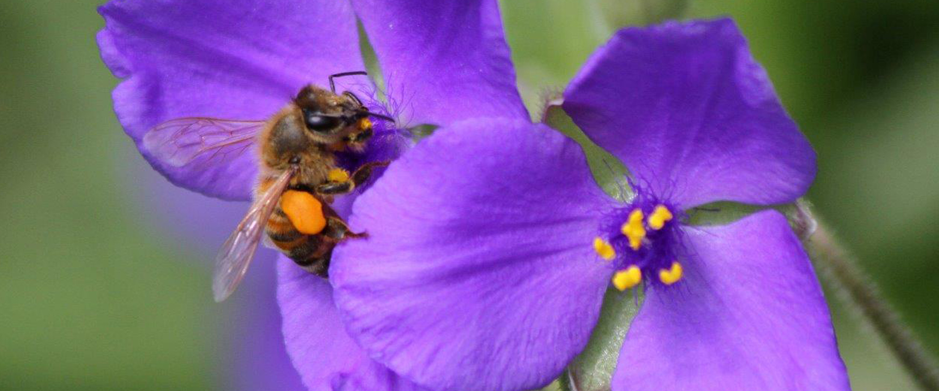 Plants to Enhance Wildlife Value Deep Roots