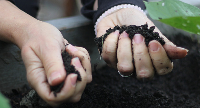 soil testing soil preparation native plants