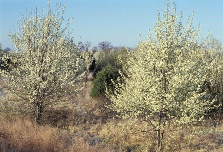 Invasive Callery Pear tree