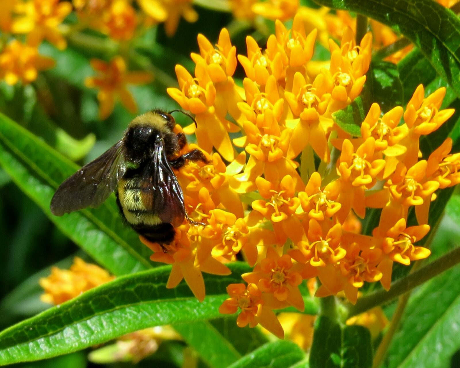 Welcoming Insects Into Our Gardens