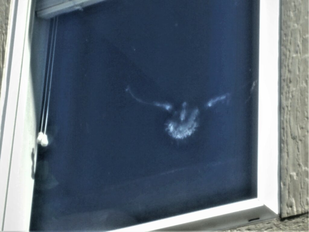 Birds Colliding with Windows