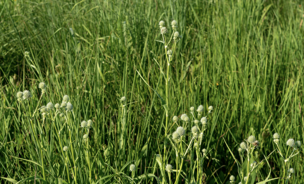 Activated Carbon Helps Restore Native Plant Communities