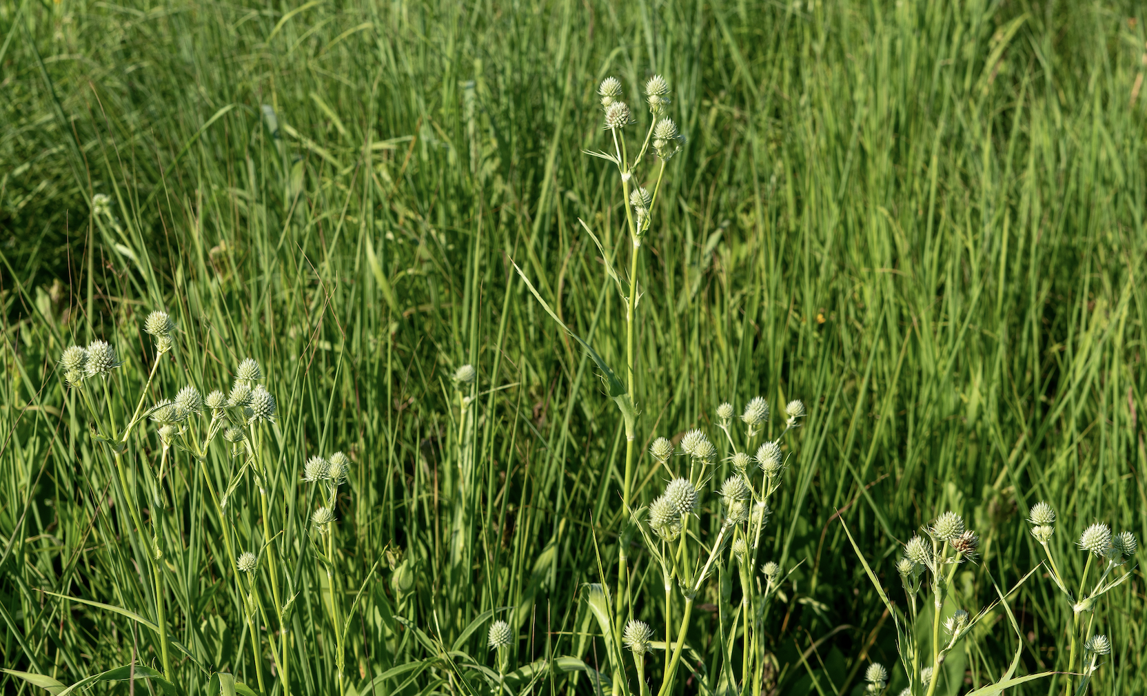 Can native plants restore our planet?