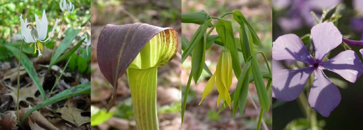 Left to right: White Trout Lily, Jack in the Pulpit, Large Bellwort, Wild Sweet William