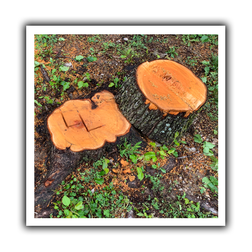 Callery Pear Events Deep Roots