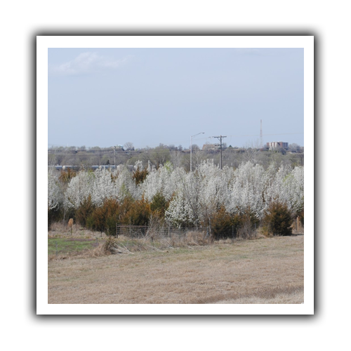 Callery Pear Events Deep Roots