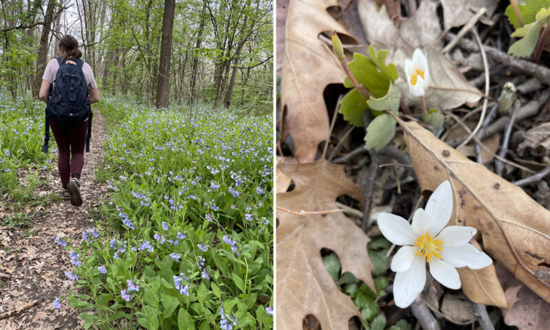 Valley of the Bluebells: Restoring Kansas City’s Spring Ephemerals ...