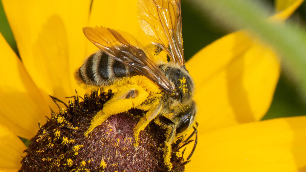 Learn to Think Like a Bee with Heather Holm! - Deep Roots