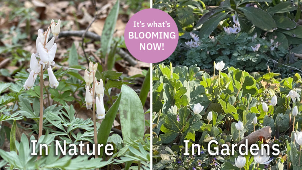 What's Blooming Now – April - Deep Roots