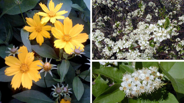 Keystones for Kansas City – High-Performing Plants - Deep Roots