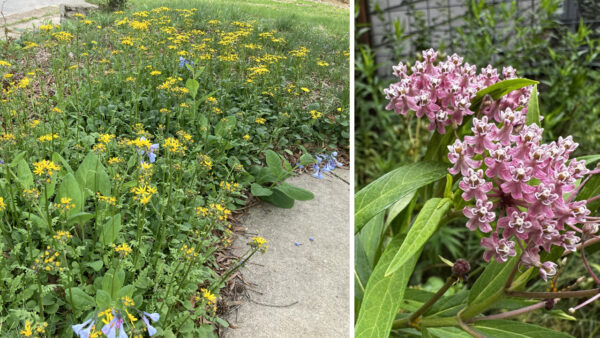New Landscape Ordinance Passes Unanimously in Kansas City - Deep Roots