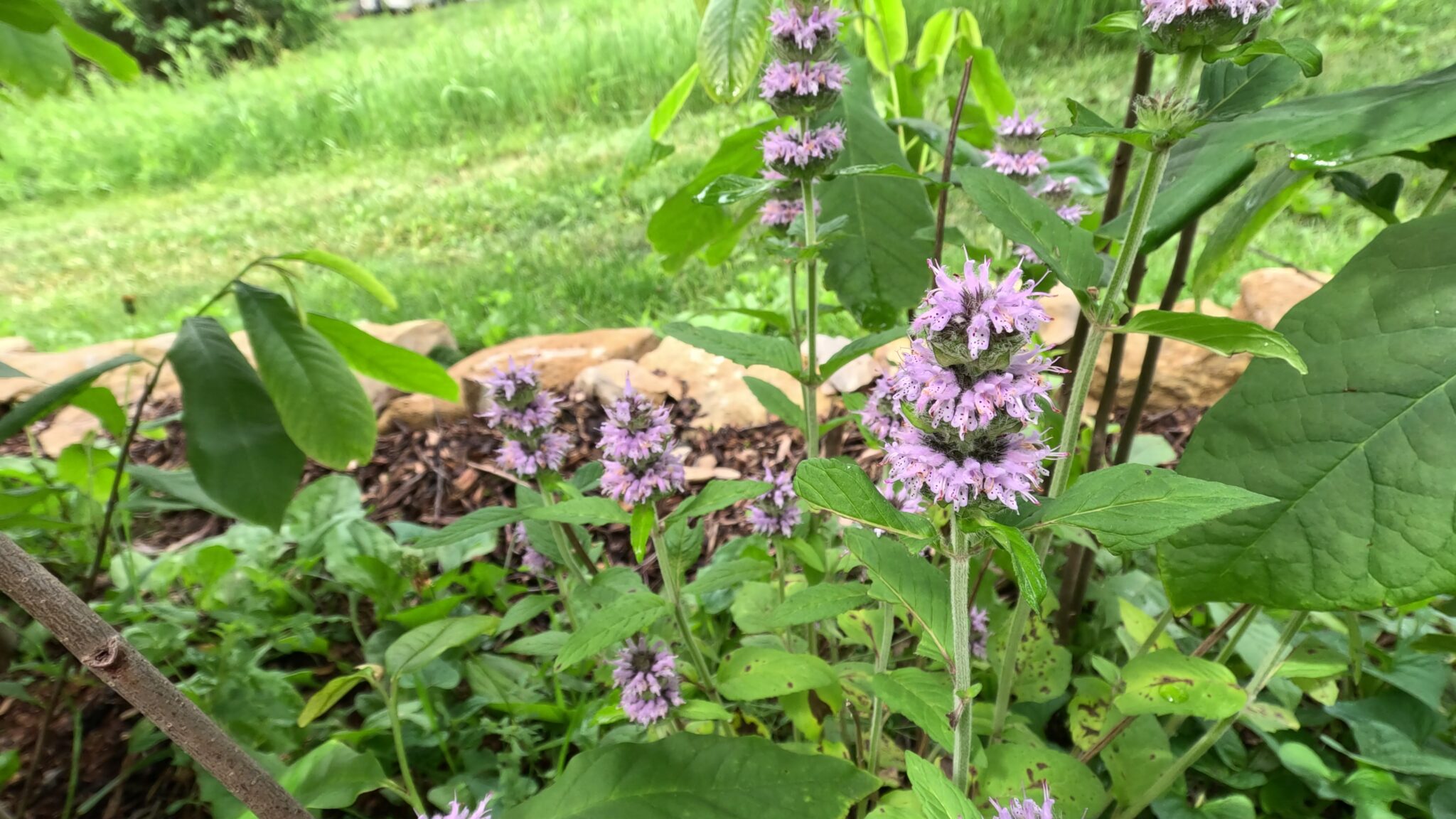 Edible Native Landscapes Curious By Nature Webinar Deep Roots