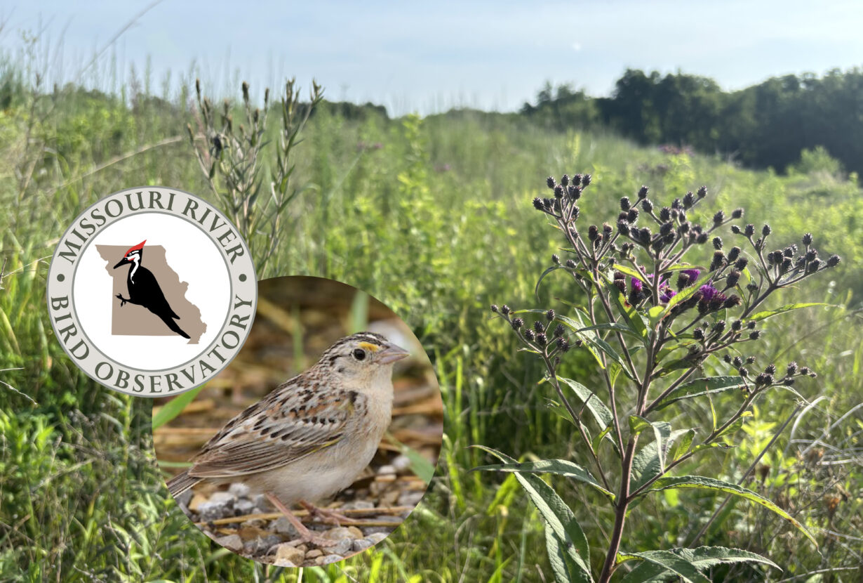 Grassland Bird Surveys: Curious by Nature webinar - Deep Roots