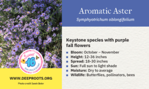 Aromatic Aster