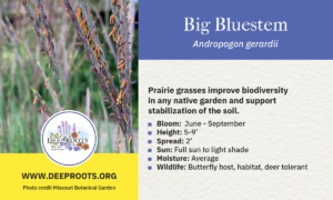 Big Bluestem