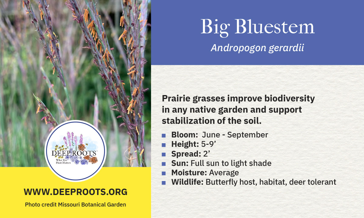 Big Bluestem