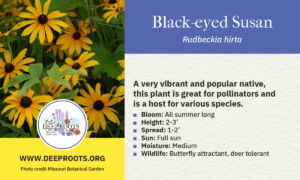 Black-eyed Susan