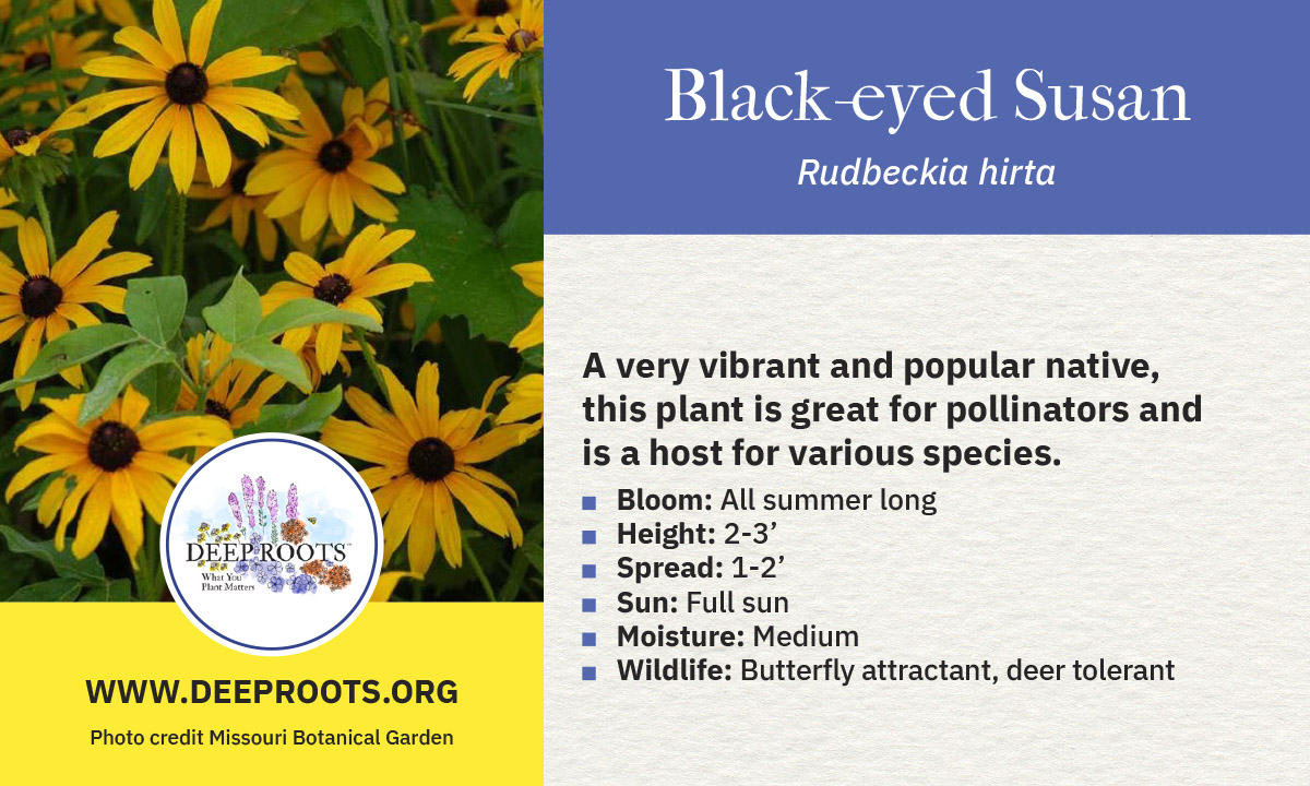Black Eyed Susan_