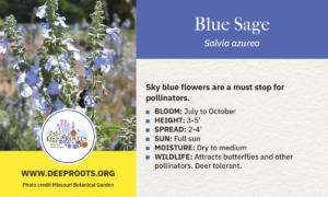 Blue Sage