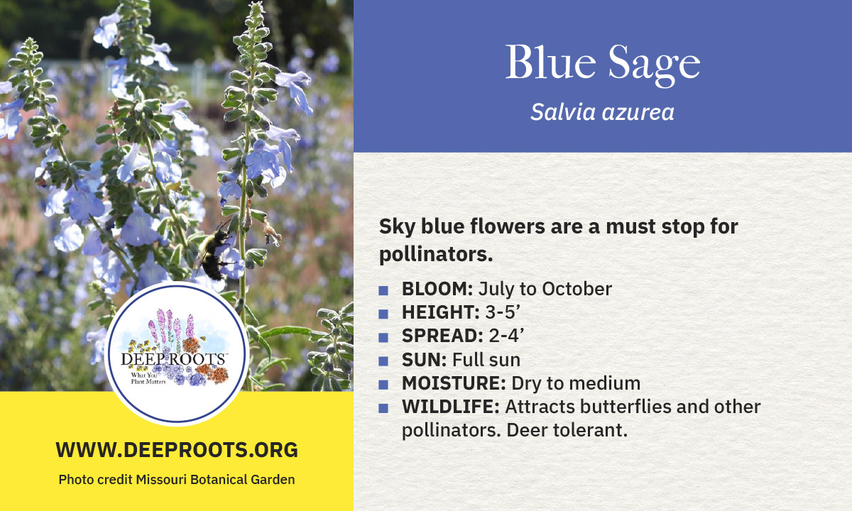 Blue Sage
