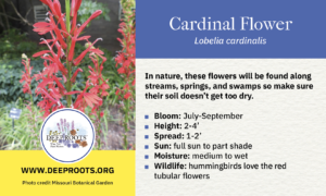 Cardinal Flower