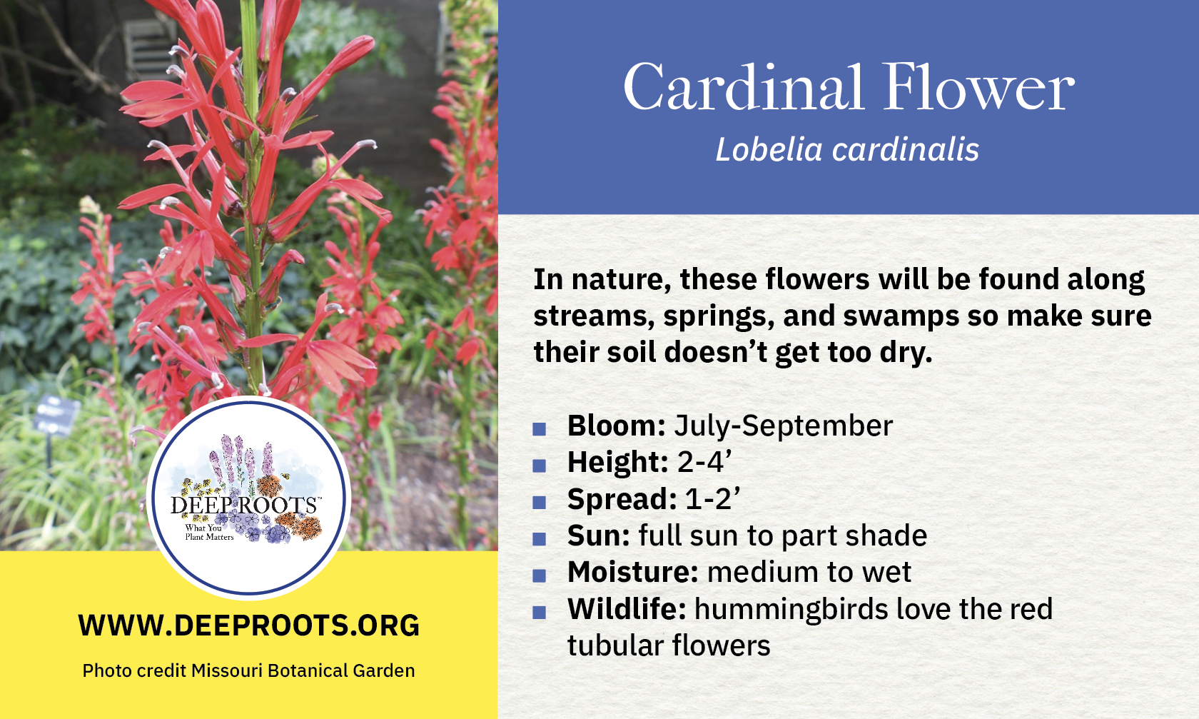 Cardinal Flower Tag