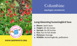 Columbine