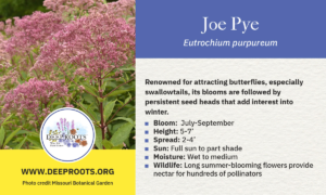 Joe Pye