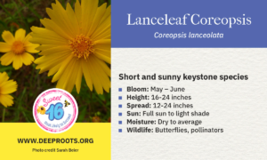 Lanceleaf Coreopsis