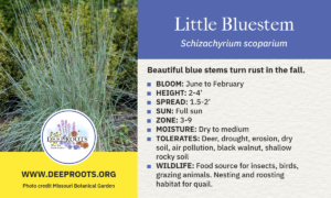 Little Bluestem