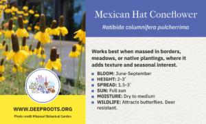 Mexican Hat Coneflower