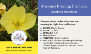 Missouri Evening Primrose