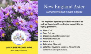 New England Aster