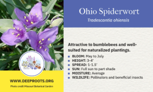Ohio Spiderwort