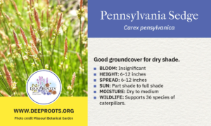 Pennsylvania Sedge