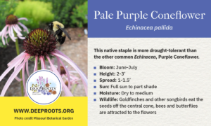 Pale Purple Coneflower
