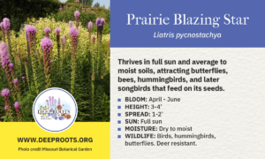 Prairie Blazing Star