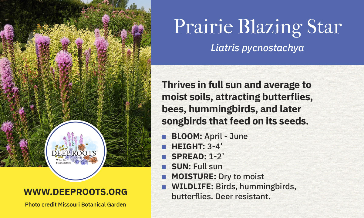 Prairie Blazing Star