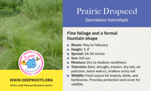 Prairie Dropseed