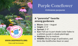 Purple Coneflower