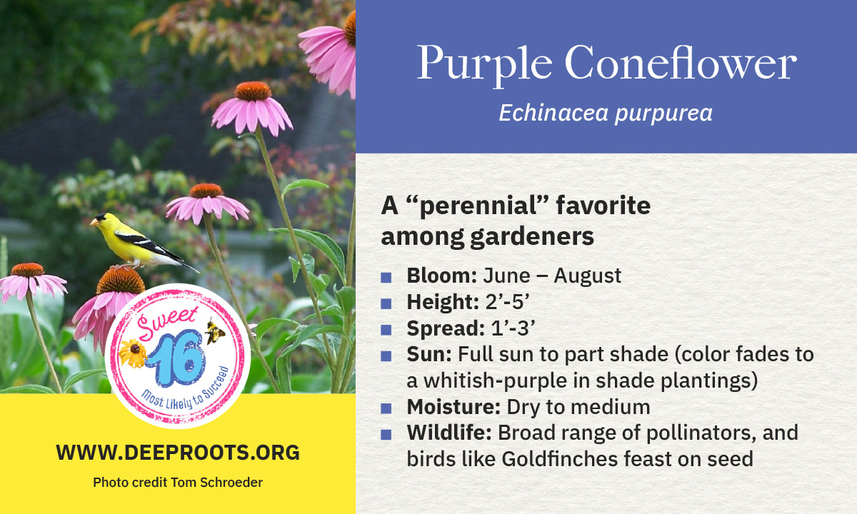Purple Coneflower copy
