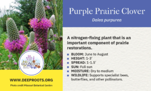 Purple Prairie Clover