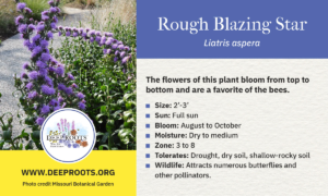Rough Blazing Star