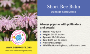 Short Bee Balm