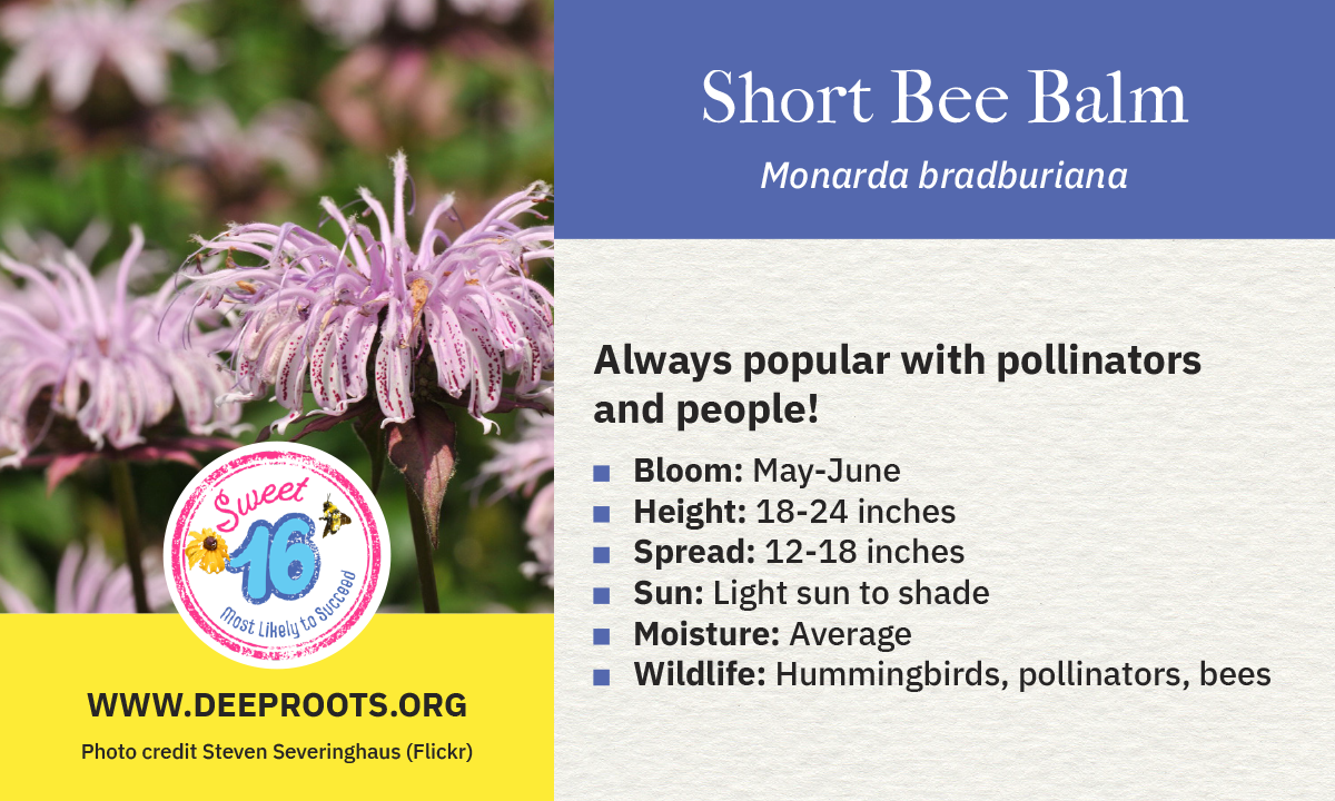 Short Bee Balm
