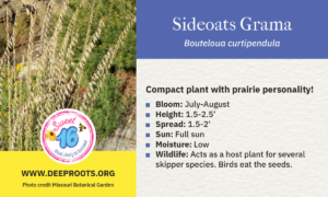 Sideoats Grama