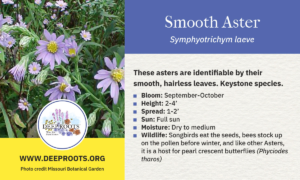 Smooth Aster